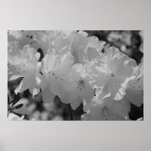 De schoonheid van de lente III Poster (Voorkant)