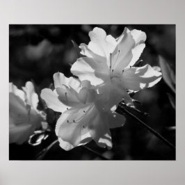 De schoonheid van de Lente Poster