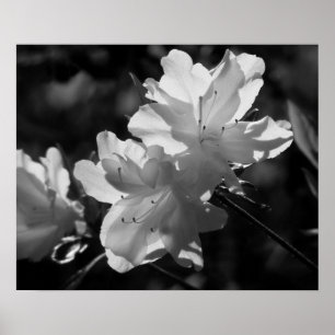 De schoonheid van de Lente Poster