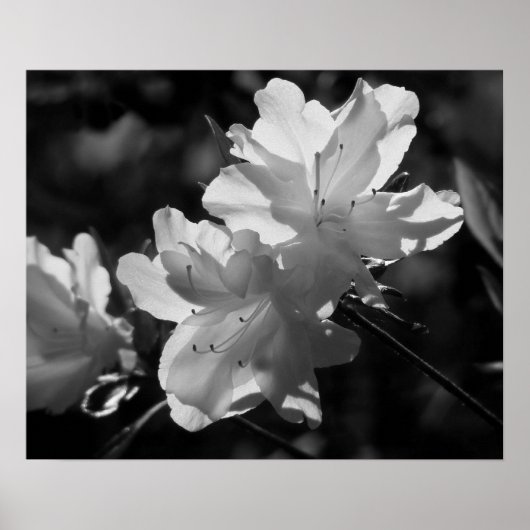 De schoonheid van de Lente Poster (Voorkant)