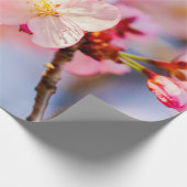 De schoonheid van de roze Sakura-bloemen Cadeaupapier (Hoek)