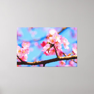 De schoonheid van de Sakura-bloemen in Springtime Canvas Afdruk