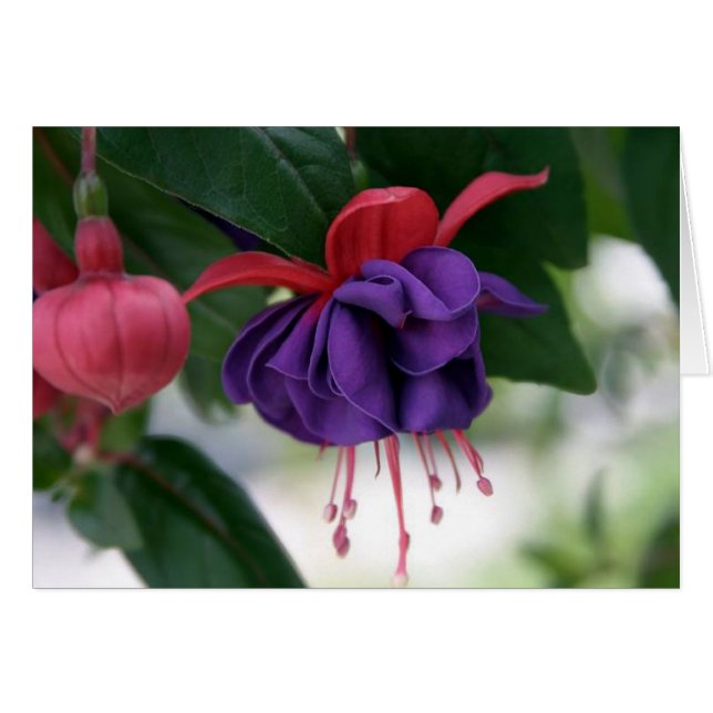 De schoonheid van Fuchsia (Voorkant Horizontaal)
