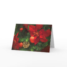 De Schoonheid van poinsettia