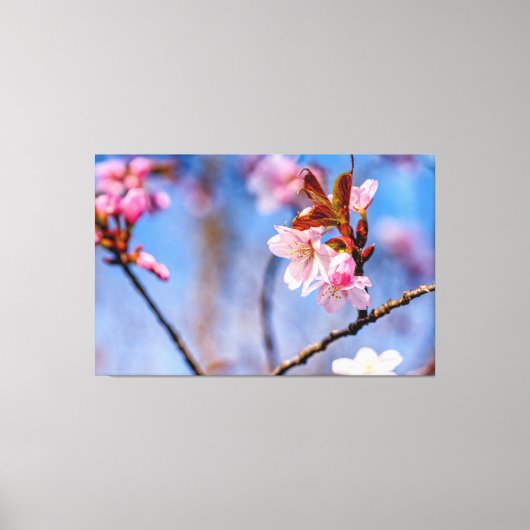 De schoonheid van verse kersenbloesem in de lente canvas afdruk (Voorkant)
