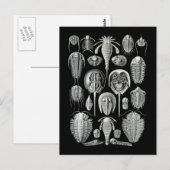 De Schorpioenen van Trilobites en van het Zee Briefkaart (Voorkant / Achterkant)