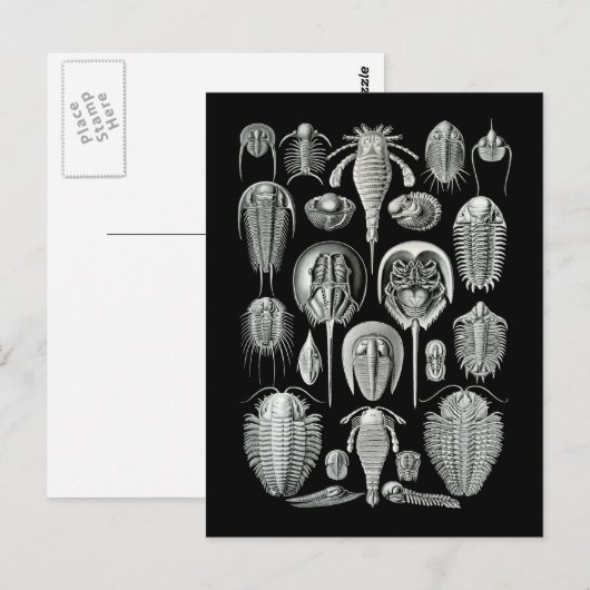 De Schorpioenen van Trilobites en van het Zee Briefkaart (Voorkant / Achterkant)