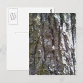 De Schors van de Boom van de Hickory van Pignut Briefkaart (Voorkant / Achterkant)