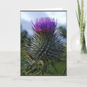 De Schotse Fotografie van de Kunst van de Distel Kaart