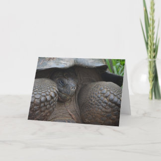 De schuwe Schildpad van de Galapagos Kaart