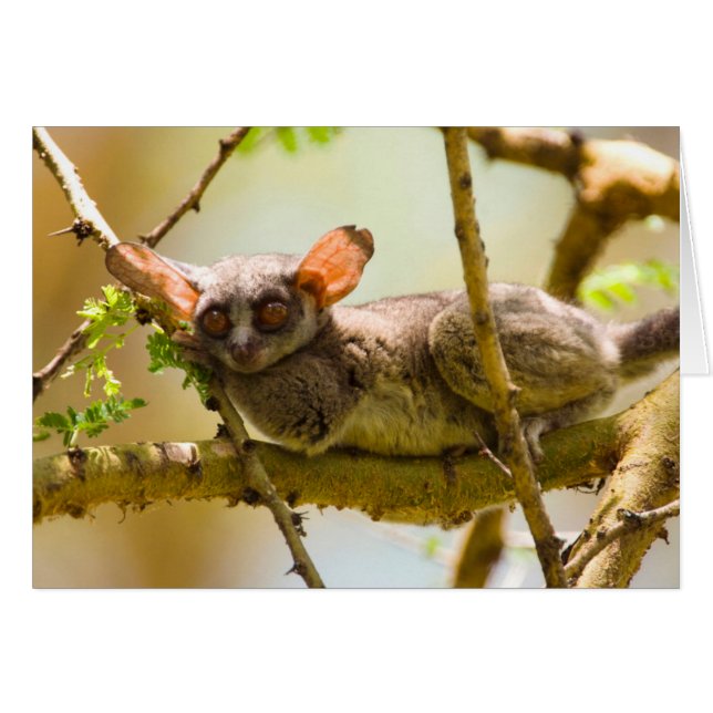 De Senegalgalago (Galago senegalensis) (Voorkant Horizontaal)