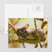 De Senegalgalago (Galago Senegalensis) Briefkaart (Voorkant / Achterkant)