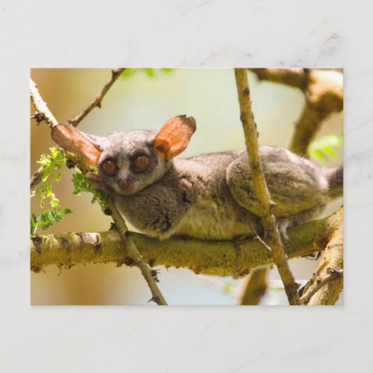 De Senegalgalago (Galago Senegalensis) Briefkaart (Voorkant)