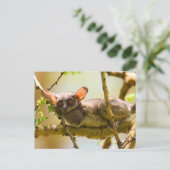 De Senegalgalago (Galago Senegalensis) Briefkaart (Staand voorkant)