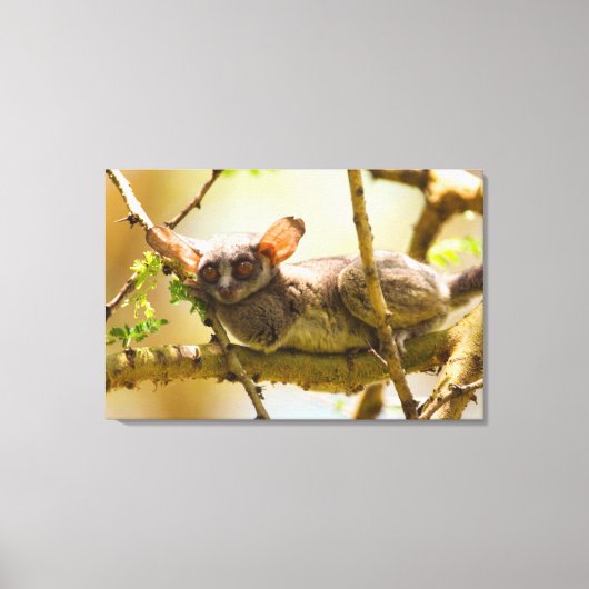 De Senegalgalago (Galago senegalensis) Canvas Afdruk (Voorkant)