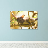 De Senegalgalago (Galago senegalensis) Canvas Afdruk (Insitu (Houten vloer))