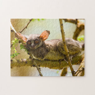 De Senegalgalago (Galago senegalensis) Legpuzzel
