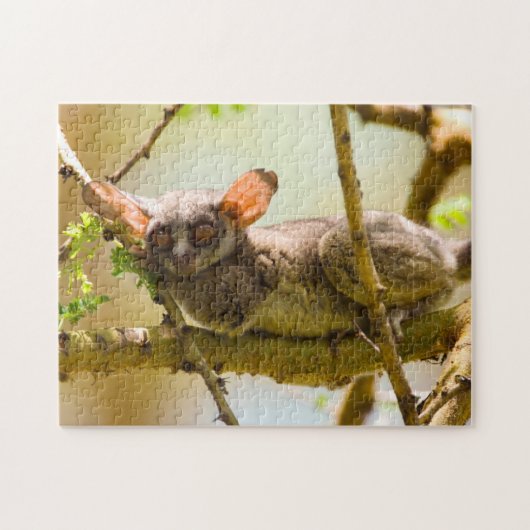 De Senegalgalago (Galago senegalensis) Legpuzzel (Horizontaal)