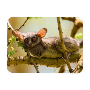 De Senegalgalago (Galago senegalensis) Magneet