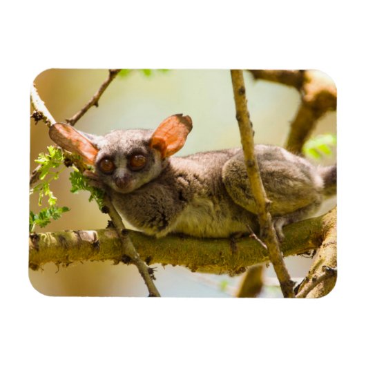 De Senegalgalago (Galago senegalensis) Magneet (Horizontaal)