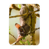 De Senegalgalago (Galago senegalensis) Magneet (Verticaal)