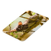 De Senegalgalago (Galago senegalensis) Magneet (Linkerzijde)