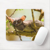 De Senegalgalago (Galago Senegalensis) Muismat (Met muis)