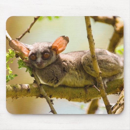 De Senegalgalago (Galago Senegalensis) Muismat (Voorkant)