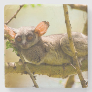 De Senegalgalago (Galago Senegalensis) Stenen Onderzetter