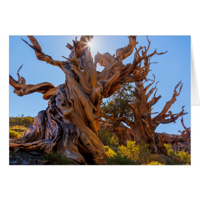 De Sentinel-boom (Voorkant Horizontaal)