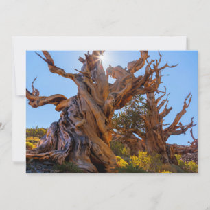 De Sentinel-boom Bedankkaart