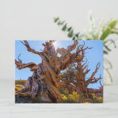 De Sentinel-boom Bedankkaart (Staand voorkant)