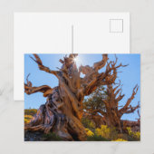 De Sentinel-boom Briefkaart (Voorkant / Achterkant)