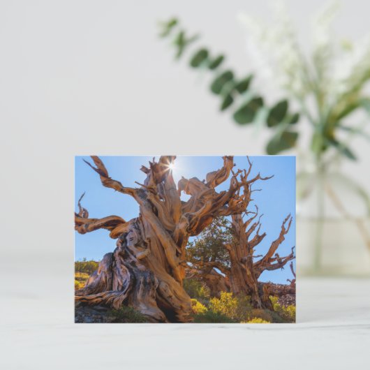 De Sentinel-boom Briefkaart (Staand voorkant)