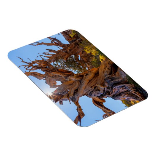 De Sentinel-boom Magneet (Rechterzijde)