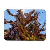 De Sentinel-boom Magneet (Horizontaal)