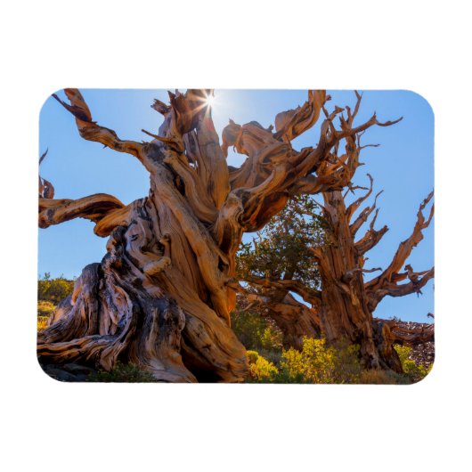 De Sentinel-boom Magneet (Horizontaal)