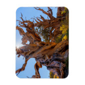 De Sentinel-boom Magneet (Verticaal)