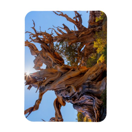 De Sentinel-boom Magneet (Verticaal)