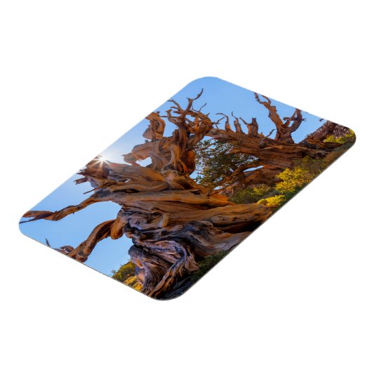 De Sentinel-boom Magneet (Linkerzijde)