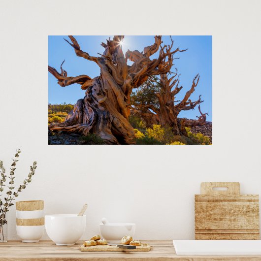 De Sentinel-boom Poster (Keuken)