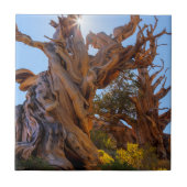 De Sentinel-boom Tegeltje (Voorkant)