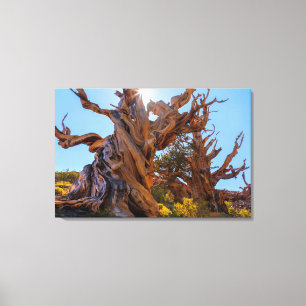 De Sentinel Tree Canvas Afdruk