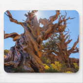 De Sentinel Tree Muismat (Voorkant)