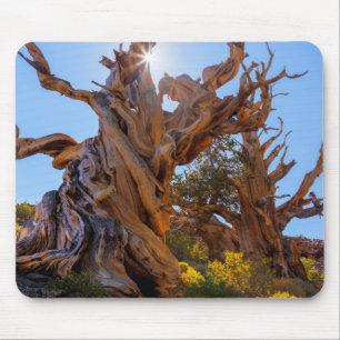 De Sentinel Tree Muismat