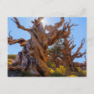 De Sentinelboom Briefkaart
