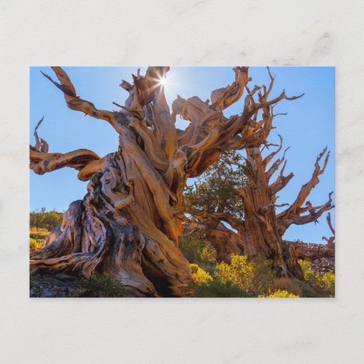 De Sentinelboom Briefkaart (Voorkant)