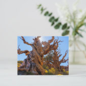 De Sentinelboom Briefkaart (Staand voorkant)