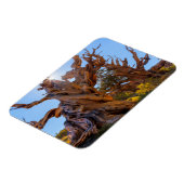 De Sentinelboom Magneet (Linkerzijde)
