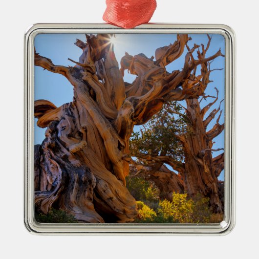 De Sentinelboom Metalen Ornament (Voorkant)